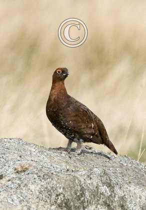 Red Grouse  2